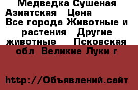 Медведка Сушеная Азиатская › Цена ­ 1 400 - Все города Животные и растения » Другие животные   . Псковская обл.,Великие Луки г.